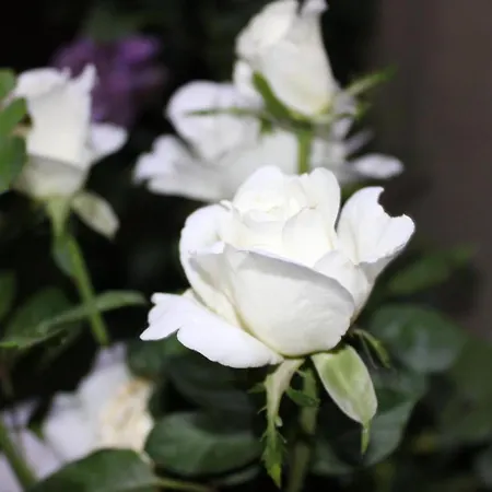 펜션 El Rincon De Abuelos